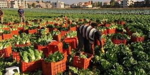 جهود "الزراعة" في دعم المحاصيل الشتوية وتحسين الممارسات الزراعية