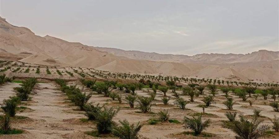 16 مليون نخلة.. مصر الأولى في إنتاج التمور عالميا