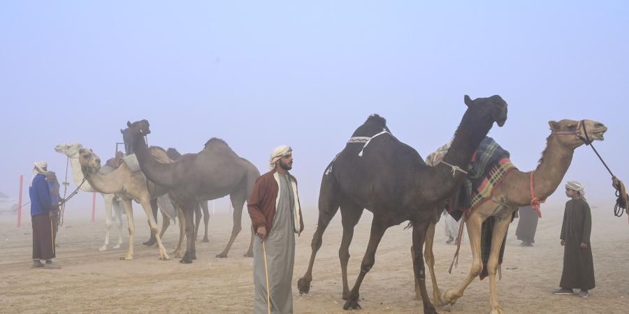 تواصل منافسات أشواط اللقايا في مزاينة الإبل بمهرجان الظفرة