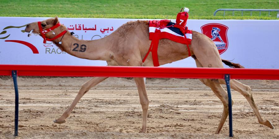 تألق هجن الرئاسة والشحانية في مهرجان ولي عهد دبي