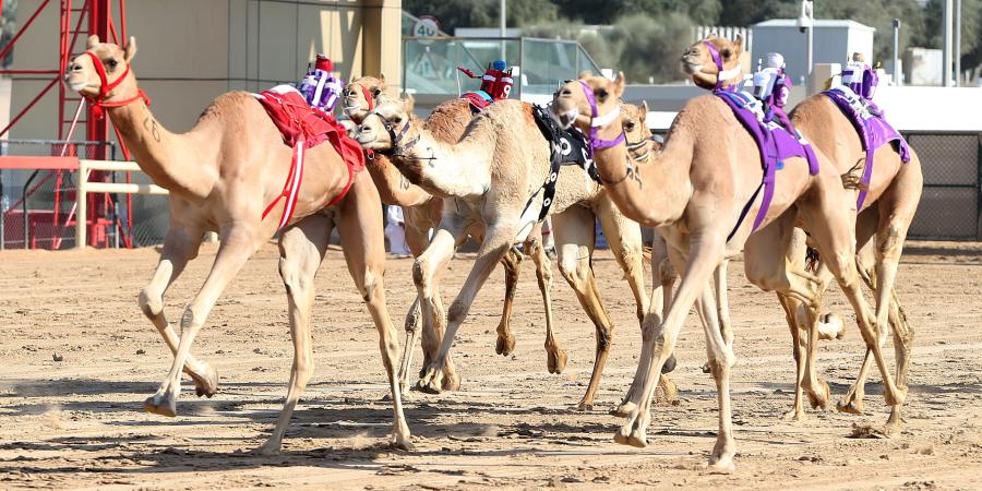 هجن الشيوخ تبدع في منافسات الإيذاع بمهرجان ولي عهد دبي للهجن