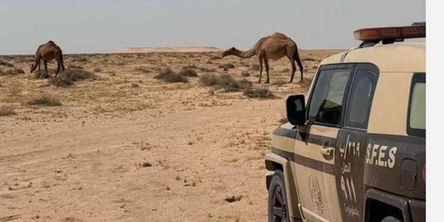 ضبط مواطن لارتكابه مخالفة الرعي في محمية الملك عبد العزيز