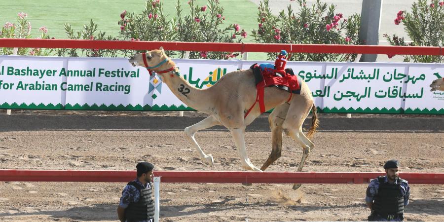 هجن الرئاسة تحصد سيف البشاير الذهبي في عُمان