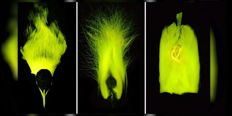 طيور تتوهّج تحت ضوء الأشعة فوق البنفسجية فقط.. ما سرّ ذلك؟ - الأول نيوز
