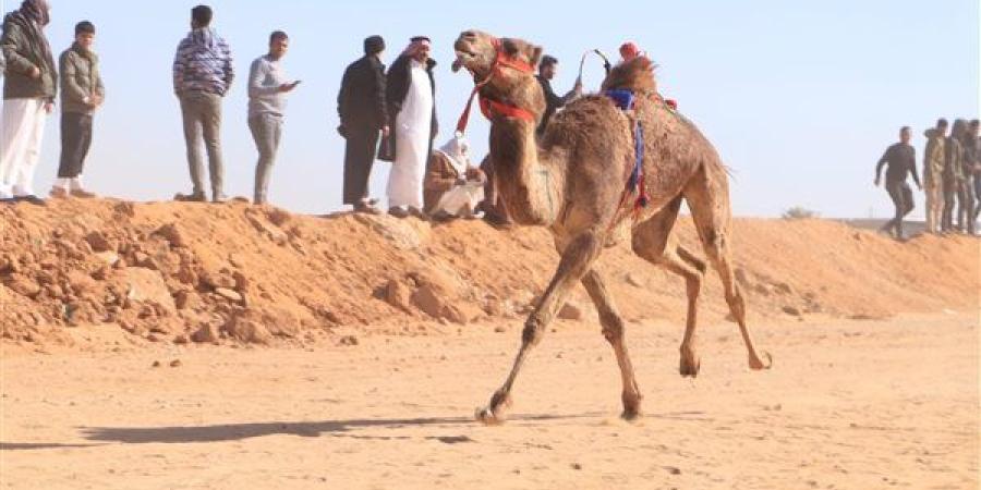 انطلاق فعاليات مهرجان الإسماعيلية العشرين لسباق الهجن