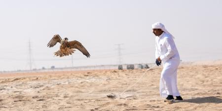 مشاركة كبيرة في مسابقة مهرجان الظفرة للصيد بالصقور