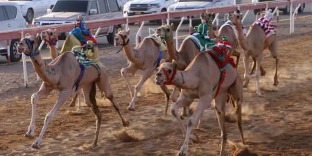 منافسات سن الفطامين في ميدان الذيد تنطلق السبت