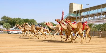 ختام مثير لمنافسات هجن الشيوخ في مهرجان ولي عهد دبي