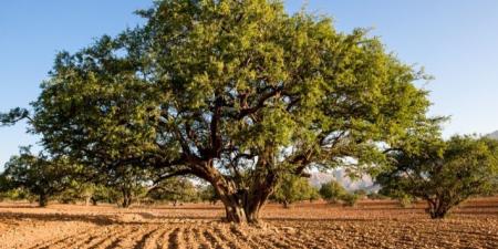 شجرة الأركان كنز طبيعي في المغرب