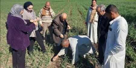 البحوث الزراعية: تنفيذ 2490 نشاطًا إرشاديًا خلال شهر يناير لدعم المزارعين