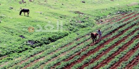 جرش.. مزارعون يشتكون صعوبة الوصول إلى أراضيهم بسبب "خطوط النار"