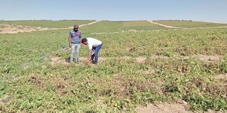 جدل الاستيراد والتصدير يتواصل.. أين الرزنامة الزراعية؟