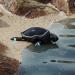 Robo Turtle.. تقنية مبتكرة لاستكشاف المسطحات المائية