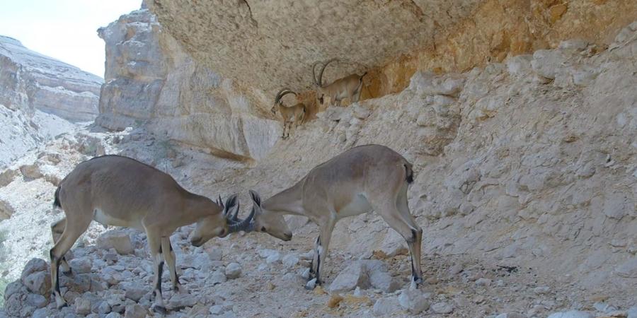 الوعل النوبي.. شاهد ذكران يافعان يتصارعان لإثبات جدارتهما في عُمان - الأول نيوز