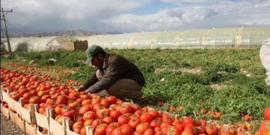 كاتب صحفى: انطلاقة مصرية قوية بالصادرات الزراعية والصناعات الهندسية