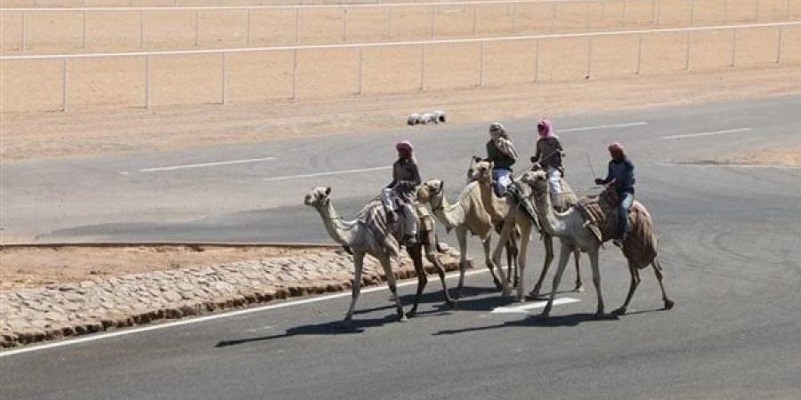 لليوم الثاني.. تواصل فعاليات المهرجان العربي للهجن والتراث بمضمار الهجن بشرم الشيخ