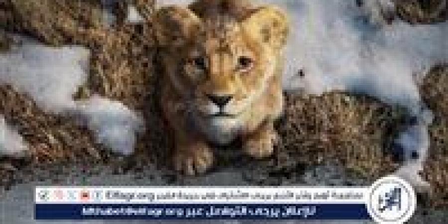 "Mufasa: The Lion King" يواصل زئيره في شباك التذاكر ويقترب من 600 مليون دولار عالميًا