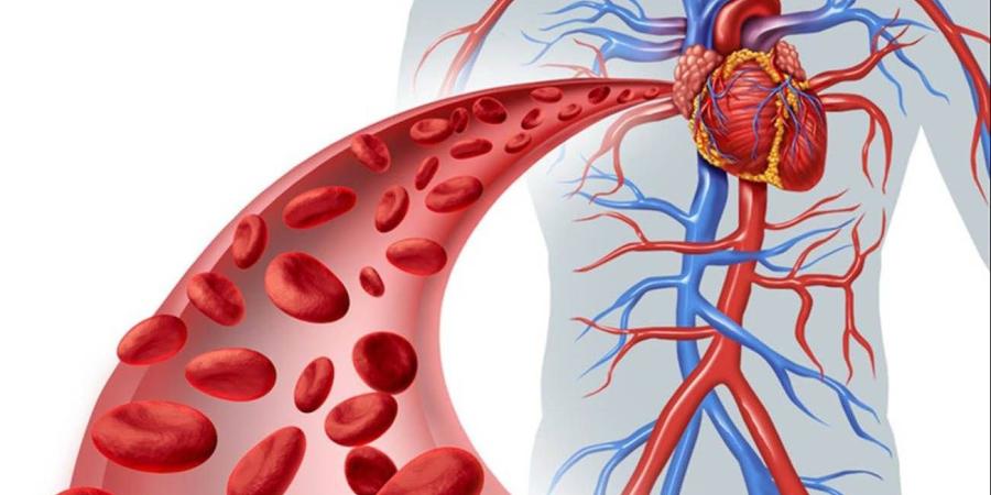 ضعف الدورة الدموية.. اعرف الأسباب والأعراض وطرق العلاج