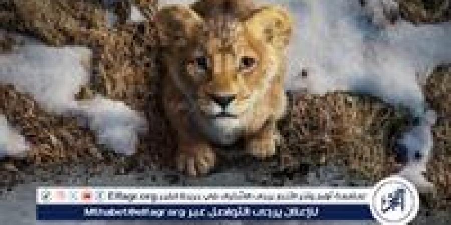 162 ألف جنيه.. إيرادات فيلم الانيميشن Mufasa: The Lion King