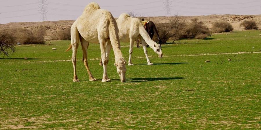 الإبل في فياض غرب رفحاء.. لوحة جمالية تجمع الطبيعة والتراث