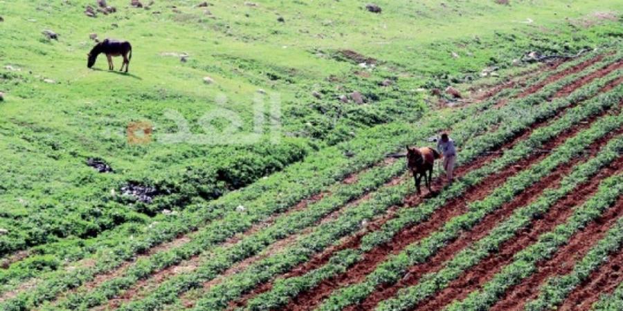 جرش.. مزارعون يشتكون صعوبة الوصول إلى أراضيهم بسبب "خطوط النار"