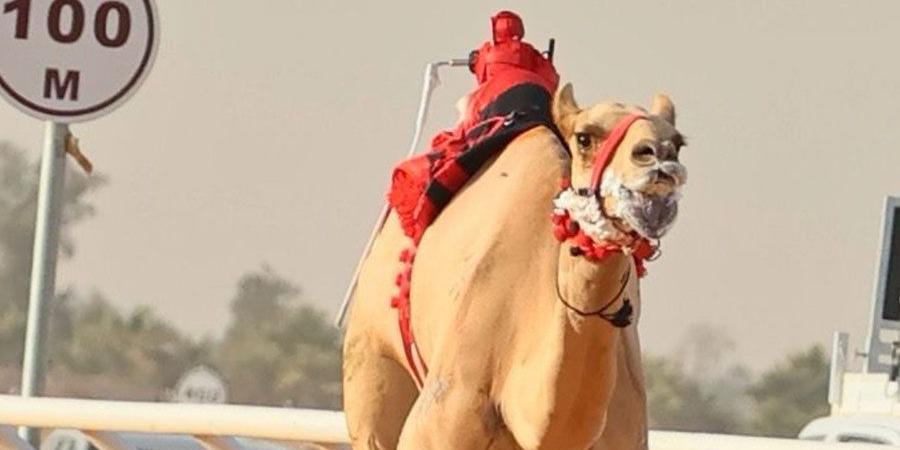 سلطان بن حمدان يشيد بإنجاز هجن الرئاسة في الجنادرية