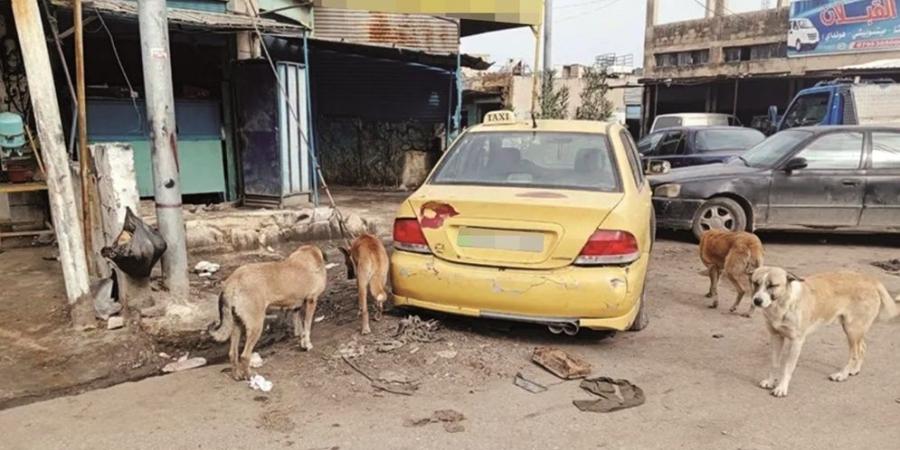 مادبا.. الكلاب الضالة تقلق سكان "جرينة" ولا حلول تلوح في الأفق