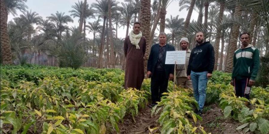 "المركزي للزراعة العضوية" يجري تجارب حقلية لتقييم فاعلية المبيدات الحيوية في مكافحة النيماتودا