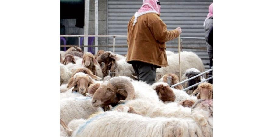 مربو الماشية يطالبون بزيادة مخصصات الشعير والنخالة