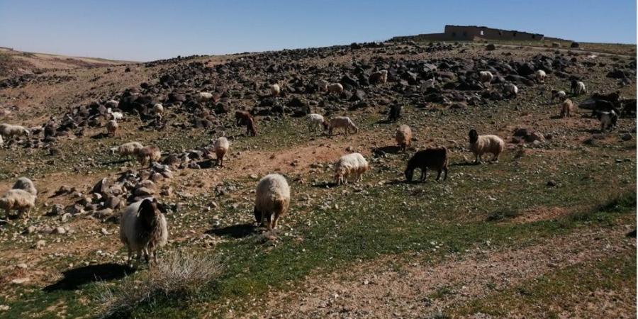 بخلاف سنوات سابقة.. تحسن المراعي يخلص مربي المواشي في الكرك من كلف الأعلاف