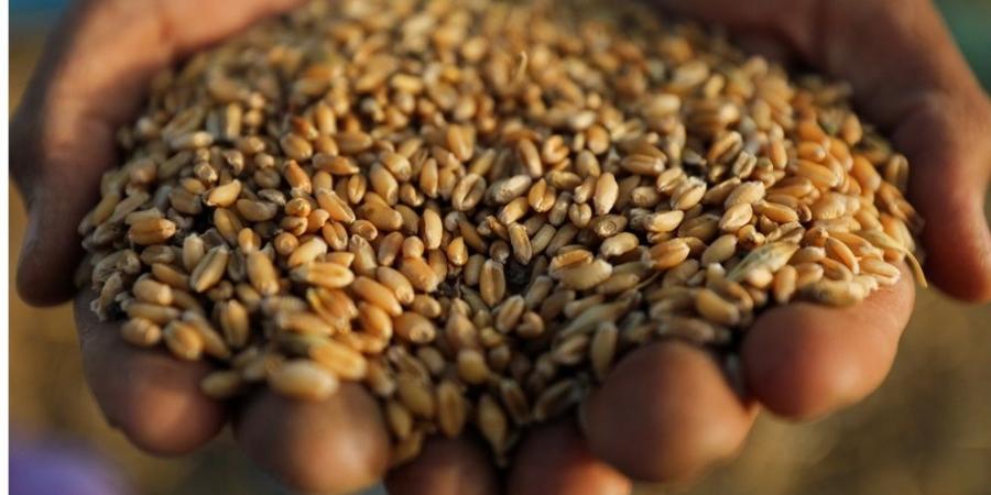 تعديلات "الأمن الغذائي".. تعزيز لإستراتيجية المجلس الأعلى أم إضعاف للعمل الفني؟