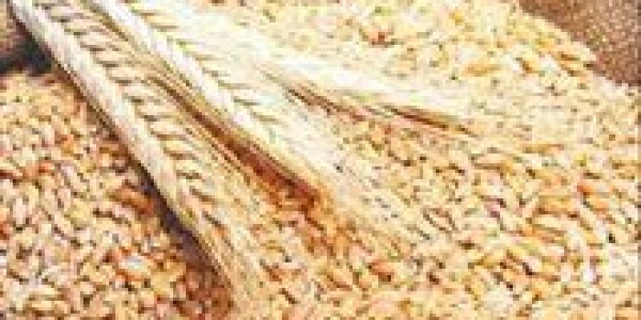 التموين: ارتفاع حصيلة توريد القمح المحلي إلى 21164 طن بالقليوبية