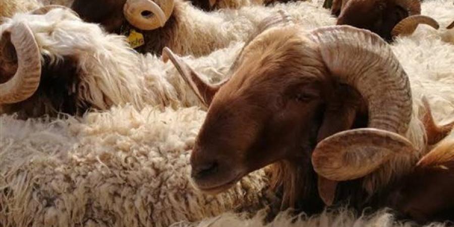 وفقا لدار الإفتاء .. شروط وأحكام ذبح الأضاحي