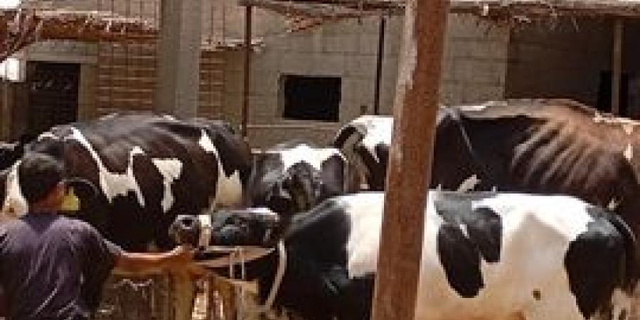 "بحوث الصحراء" يطلق قافلة بيطرية لتحسين صحة الثروة الحيوانية في الشيخ زويد ورفح