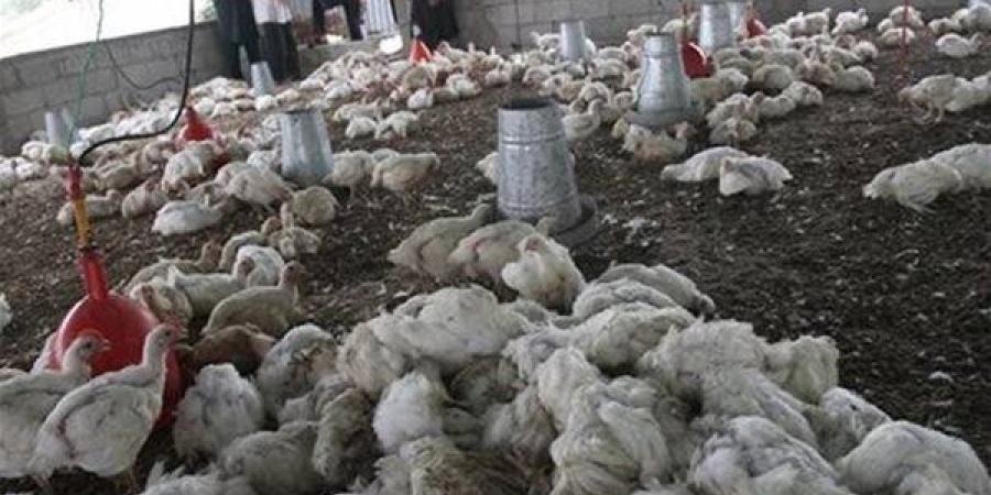 عاجل.. نفوق الدواجن يثير الذعر.. والزراعة تحسم الجدل بتصريحات رسمية