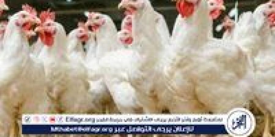 أول رد رسمي من "الزراعة" بشأن نفوق 30% من إنتاج الدواجن في مصر
